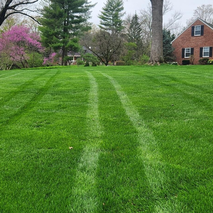 Lawn Care