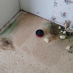 Stockton flooring