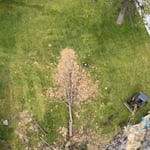 Tree removal