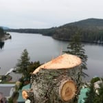 Tree removal