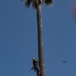 Palm Tree Clean ups