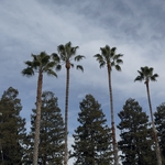 Palm Tree Clean ups