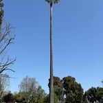 Palm Tree Clean ups