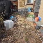 overgrown back yard