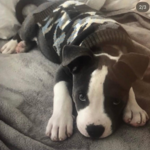 Walter - Mascott