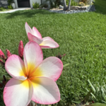 Plumeria Bloom