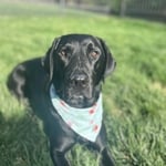 Pup Enjoys Our Lawn