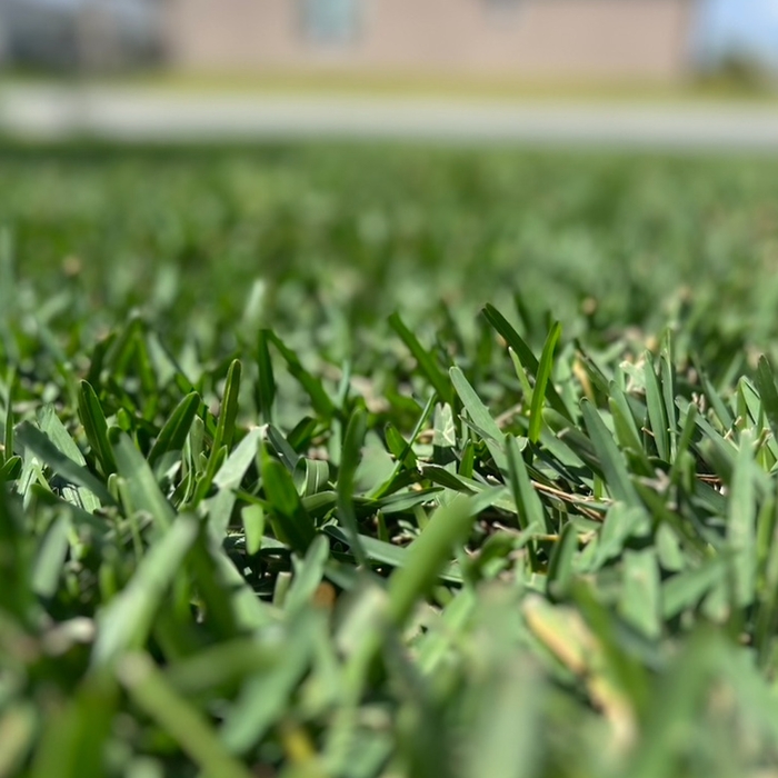 Dense, Healthy Turf