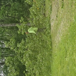 tree and stump removal