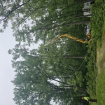 tree and stump removal
