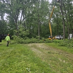 tree and stump removal