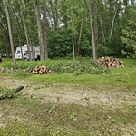 tree and stump removal