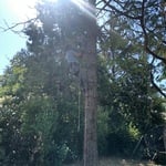 Tree removal