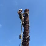 Palm Tree Removal