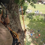 Tree trimming.