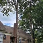 Tree trimming.