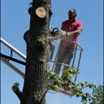 Full Sweet gum Removal