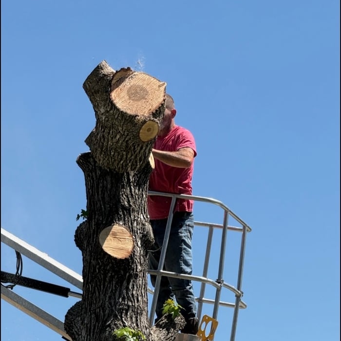 Full Sweet gum Removal