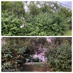 Major Lawn Cleanup