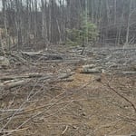 Tree cutting