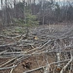Tree cutting