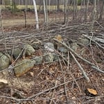 Tree cutting