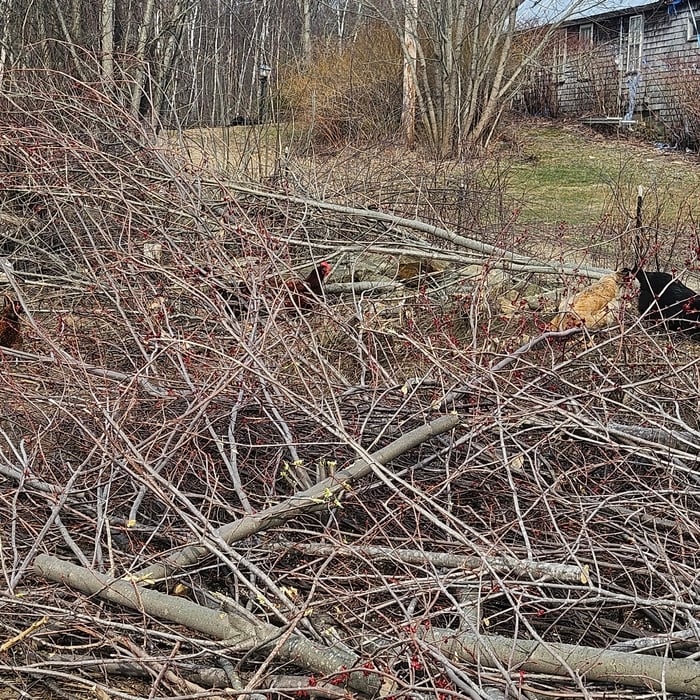 Tree cutting