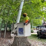 Tree removals