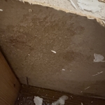 Mold Testing