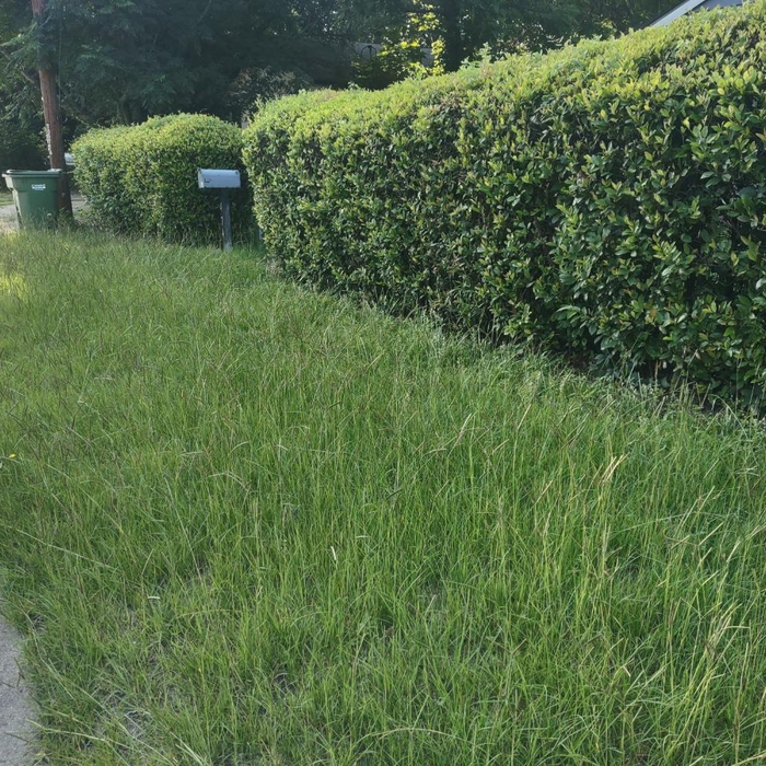 Lawn Care