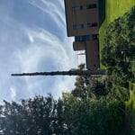 Large pine tree removal