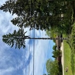 Large pine tree removal