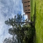 Large pine tree removal