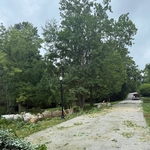 down tree
