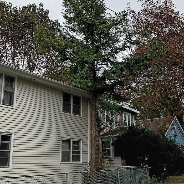 Tree removal