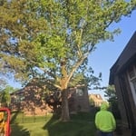 Removal of large tree