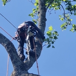 Removal of large tree
