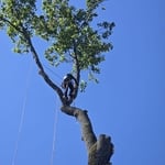 Removal of large tree