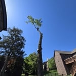 Removal of large tree