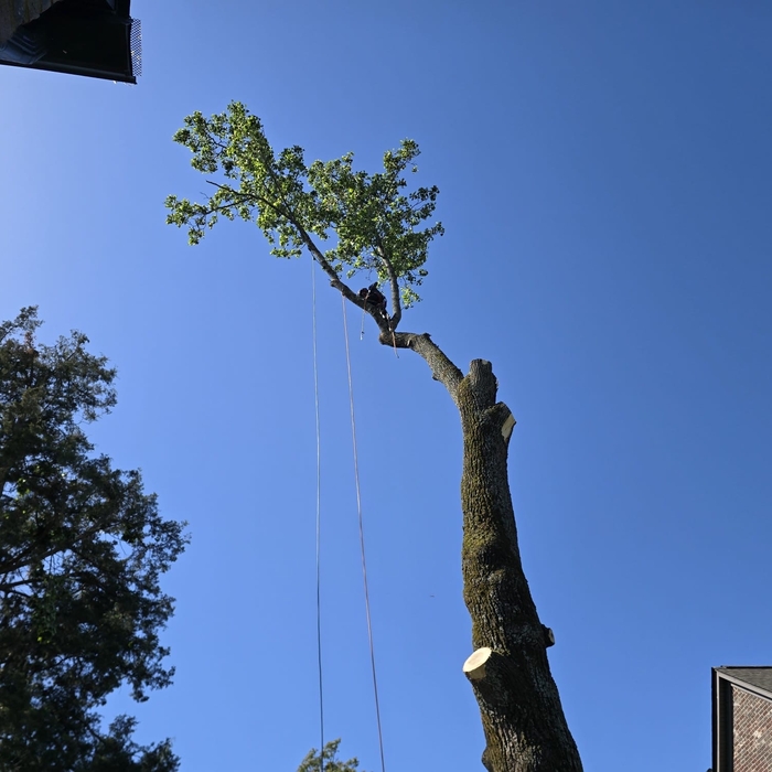 Removal of large tree