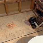 Shower Drain
