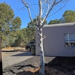 Tree remove