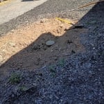 Tree remove