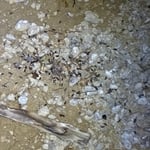 Rodent Control
