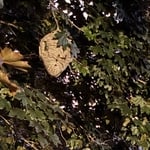 Removal of wasp nest and hornets