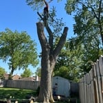 Tree removal