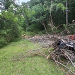 Tree Removal