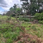 Tree Removal