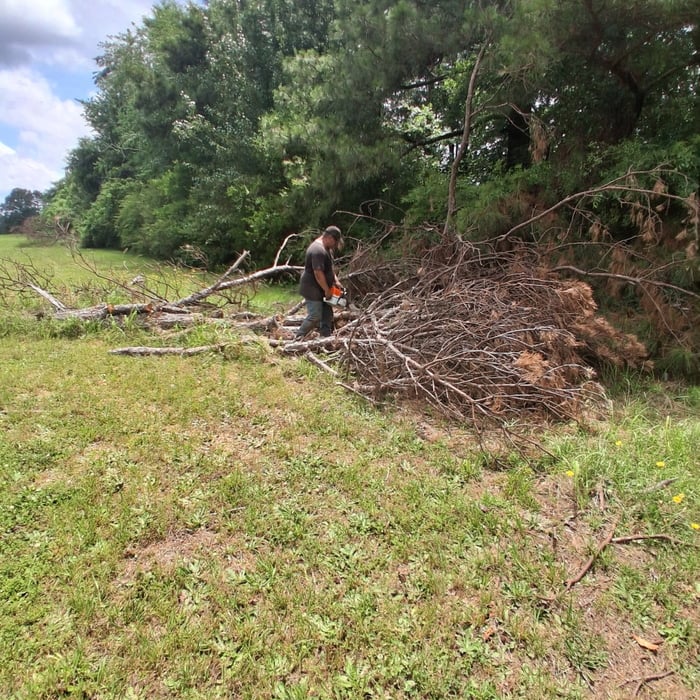Tree Removal