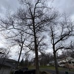 (3) Full tree removals
